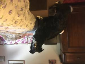 Hundetreppe DogsZone Gr.M/3-42 cm hoch VICTORIA