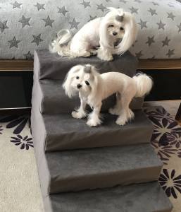 Hundetreppe DogsZone Gr.S/5-50 cm hoch VICTORIA