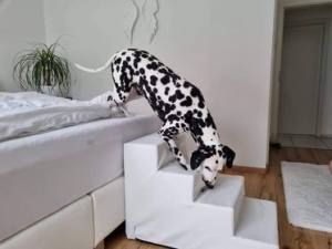 Hundetreppe KUNSTLEDER HERZ Gr.M/4-56 cm Hoch BOXSPRINGBETT