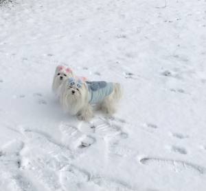 Hundeweste Winterjacke BLUE TEDDY BABY mit D-Ring