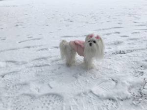 Hundeweste Winterjacke ROSE TEDDY BABY mit D-Ring