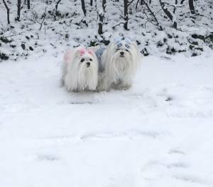 Hundeweste Winterjacke ROSE TEDDY BABY mit D-Ring
