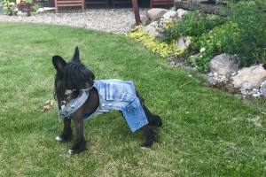 Jeanshosen LITTLE JUMPER
