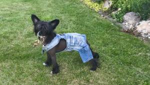 Jeanshosen LITTLE JUMPER