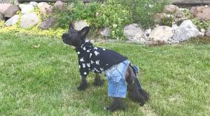 Jeanshosen LITTLE JUMPER