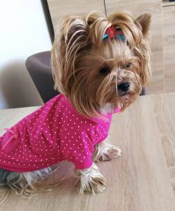 Jogger  für Hunde DogsZone PINK DOTS