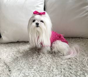 Jogger  für Hunde DogsZone PINK DOTS