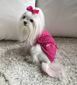 Jogger  für Hunde DogsZone PINK DOTS