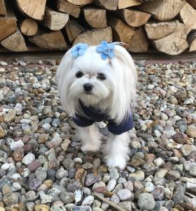 Jogginganzug * DARKBLUE PAW *Hausanzug