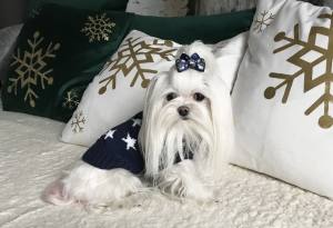 Kaputzen Hundepullover ,Strickpullover für Hunde BLAU STAR