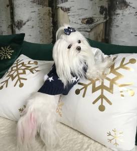 Kaputzen Hundepullover ,Strickpullover für Hunde BLAU STAR