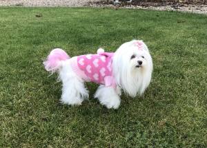 Kaputzen Hundepullover ,Strickpullover für Hunde PINK HERZ