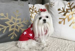 Kaputzen Hundepullover ,Strickpullover für Hunde RED STAR