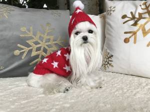 Kaputzen Hundepullover ,Strickpullover für Hunde RED STAR