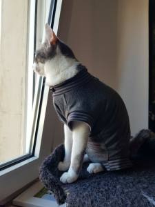 Katzen und Hunde OP Body  Schutzhose GRAU NEW