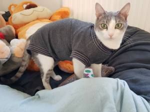 Katzen und Hunde OP Body  Schutzhose GRAU NEW