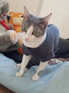 Katzen und Hunde OP Body  Schutzhose GRAU NEW