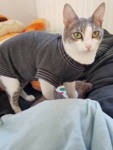 Katzen und Hunde OP Body  Schutzhose GRAU NEW