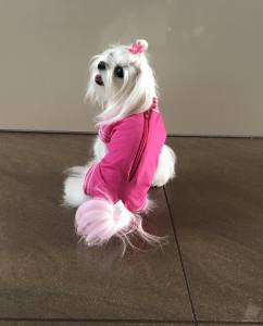 Katzen und Hunde OP Body Schutzhose PINK NEW