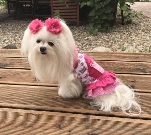 Kleidchen Shirt DOG BIG CROWN für Hunde