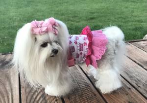Kleidchen Shirt DOG CROWN für Hunde