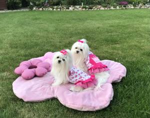 Kleidchen Shirt DOG CROWN für Hunde