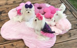 Kleidchen Shirt  GARDEN OF DREAMS für Hunde
