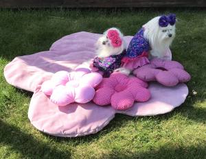 Kleidchen Shirt  GARDEN OF DREAMS für Hunde