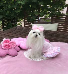 Kleidchen Shirt HOT SUMMER für Hunde