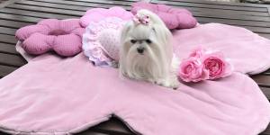 Kleidchen Shirt HOT SUMMER für Hunde