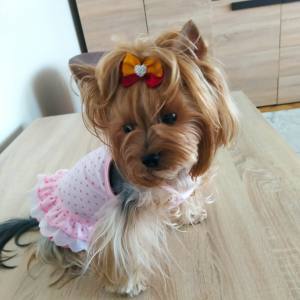 Kleidchen Shirt HOT SUMMER für Hunde