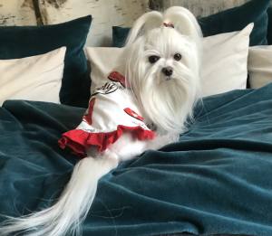 Kleidchen Hunde Shirt LOVELY MELON SUMMER