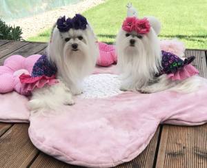 Kleidchen Shirt MAGIC GARDEN für Hunde