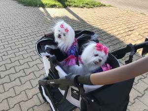 Kleidchen Shirt MAGIC GARDEN für Hunde