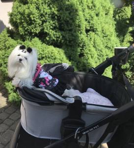 Kleidchen Shirt MALTESER BLACK für Hunde