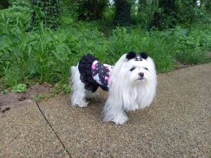 Kleidchen Shirt MALTESER BLACK für Hunde