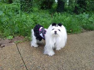 Kleidchen Shirt MALTESER BLACK für Hunde