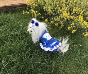 Kleidchen Shirt MALTESER BLAU für Hunde