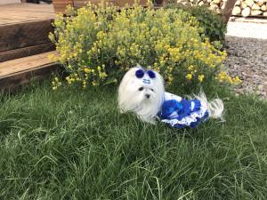 Kleidchen Shirt MALTESER BLAU für Hunde