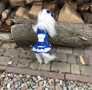 Kleidchen Shirt MALTESER BLAU für Hunde