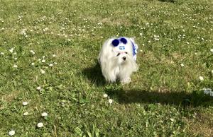 Kleidchen Shirt MALTESER BLAU für Hunde