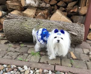 Kleidchen Shirt MALTESER BLAU für Hunde