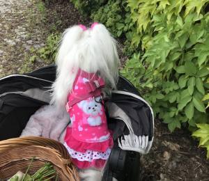 Kleidchen Shirt MALTESER PINK für Hunde
