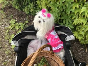 Kleidchen Shirt MALTESER PINK für Hunde
