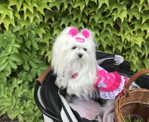 Kleidchen Shirt MALTESER PINK für Hunde