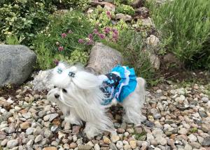 Kleidchen Shirt MALTESER SKYBLUE für Hunde