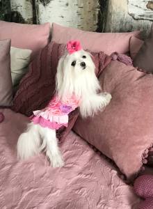 Kleidchen Shirt ROSE GARDEN für Hunde