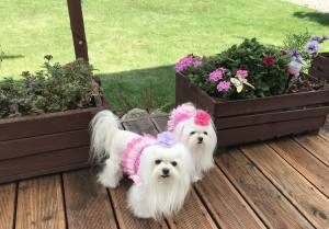 Kleidchen Shirt ROSE GARDEN für Hunde