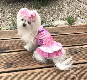 Kleidchen Shirt ROSE GARDEN für Hunde