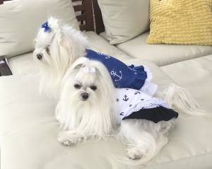 Kleidchen Shirt SEA VOYAGE für Hunde